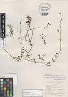 Paratype of Didymaea floribunda Rzed. [family RUBIACEAE]