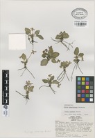 Isoparatype of Viola hemsleyana Calderón [family VIOLACEAE]