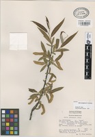 Paratype of Salix aeruginosa E. Carranza [family SALICACEAE]