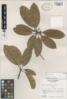 Isotype of Achras coriacea Lundell [family SAPOTACEAE]