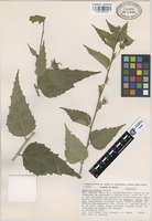 Paratype of Hibiscus kochii Fryxell [family MALVACEAE]