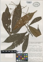 Paratype of Parathesis villalobosii Lundell [family MYRSINACEAE]