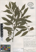 Paratype of Colubrina johnstonii T. Wendt [family RHAMNACEAE]
