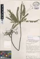 Isotype of Biophytum cowanii T. Wendt [family OXALIDACEAE]
