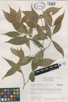 Paratype of Psychotria veracruzensis Lorence & Dwyer [family RUBIACEAE]