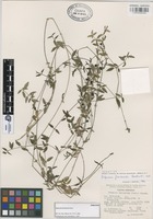 Paratype of Didymaea floribunda Rzed. [family RUBIACEAE]