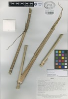 Paratype of Olmeca reflexa Soderstr. [family GRAMINEAE]