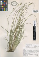 Paratype of Carex asynchrona Naczi [family CYPERACEAE]