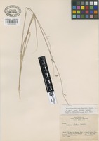 Isotype of Bouteloua distans Swallen [family GRAMINEAE]