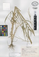 Isotype of Brachiaria jaliscana Santana Mich. [family GRAMINEAE]