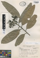 Paratype of Licaria velutina van der Werff [family LAURACEAE]