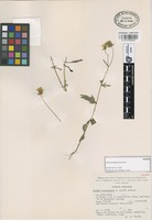 Isotype of Tridax durangensis García Arév. [family COMPOSITAE]