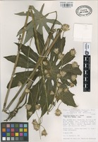 Isotype of Psacalium perezii B.L. Turner [family COMPOSITAE]