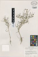 Isotype of Hydropectis stevensii McVaugh [family COMPOSITAE]