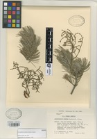 Isotype of Arceuthobium pendens Hawksw. & Wiens [family VISCACEAE]
