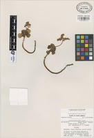 Isotype of Sedum palmeri S. Watson subsp. emarginatum R.T. Clausen [family CRASSULACEAE]
