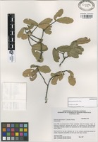 Isoparatype of Quercus pachucana Zav.-Chav. [family FAGACEAE]