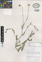 Isotype of Erigeron coroniglandifer G.L. Nesom [family COMPOSITAE]