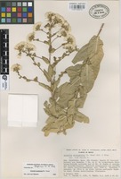 Isoparatype of Acourtia zacatezana B.L. Turner [family COMPOSITAE]