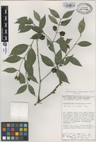 Paratype of Crossopetalum minimiflorum Lundell [family CELASTRACEAE]