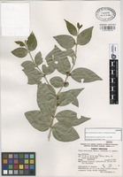 Isotype of Buxus moctezumae Eg. Köhler, R. Fernández & Zamudio [family BUXACEAE]
