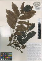 Paratype of Tapirira chimalapana T. Wendt & J.D. Mitch [family ANACARDIACEAE]