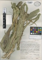 Isotype of Zea diploperennis Illtis, Doebley & R. Guzmán [family GRAMINEAE]