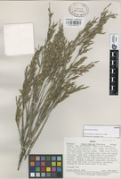 Isotype of Otatea fimbriata Soderstr. [family GRAMINEAE]