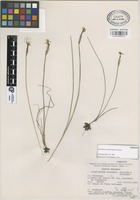 Paratype of Sisyrinchium conzattii Calderón & Rzed. [family IRIDACEAE]