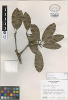 Isotype of Achras paludosa Lundell [family SAPOTACEAE]