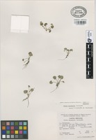 Isotype of Viola beamanii Calderón [family VIOLACEAE]