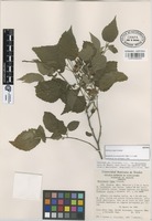 Isotype of Helicteres vegae Cristóbal [family STERCULIACEAE]