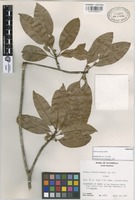 Paratype of Achras coriacea Lundell [family SAPOTACEAE]
