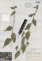 Paratype of Hibiscus kochii Fryxell [family MALVACEAE]