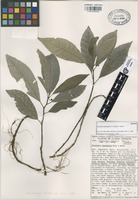 Isotype of Dorstenia uxpanapana C.C. Berg & T. Wendt [family MORACEAE]