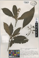 Isotype of Parathesis oaxacana Lundell [family MYRSINACEAE]