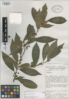 Isotype of Colubrina johnstonii T. Wendt [family RHAMNACEAE]