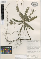 Paratype of Biophytum cowanii T. Wendt [family OXALIDACEAE]