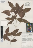 Paratype of Psychotria veracruzensis Lorence & Dwyer [family RUBIACEAE]
