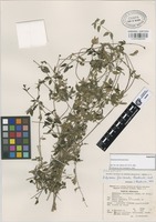 Paratype of Didymaea floribunda Rzed. [family RUBIACEAE]