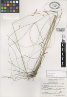 Paratype of Festuca roblensis Gonz.-Led. [family GRAMINEAE]