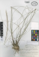 Isotype of Muhlenbergia pilosa P.M. Peterson, Wipff & S.D. Jones [family GRAMINEAE]
