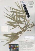 Paratype of Olmeca reflexa Soderstr. [family GRAMINEAE]