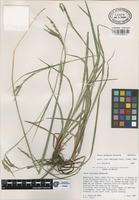 Isotype of Carex caeligena Reznicek [family CYPERACEAE]
