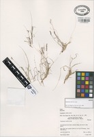 Isotype of Aegopogon solisii G.A. Levin. [family GRAMINEAE]