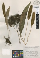 Isoparatype of Elaphoglossum seminudum Mickel [family ASPLENIACEAE]
