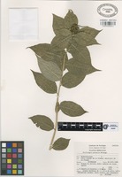 Isotype of Stillingia pietatis McVaugh [family EUPHORBIACEAE]