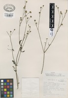 Isotype of Tridax accedens S.F Blake [family COMPOSITAE]