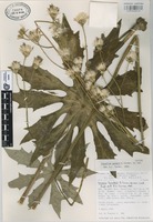 Isotype of Psacalium perezii B.L. Turner [family COMPOSITAE]