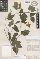 Isotype of Hidalgoa uspanapa B.L. Turner [family COMPOSITAE]